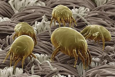 dust mites cleaning stafford tx